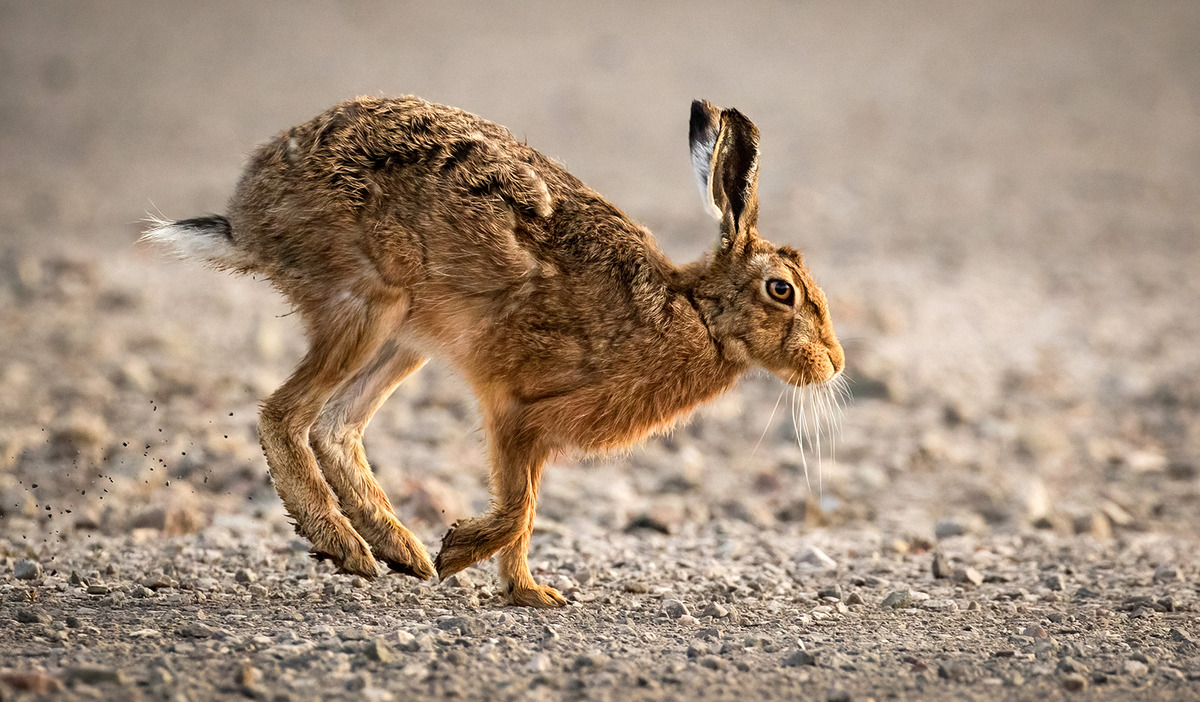Hare in a Hurry © Les Price CPAGB